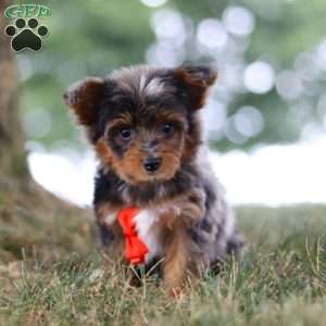 Caption, Yorkie Poo Puppy
